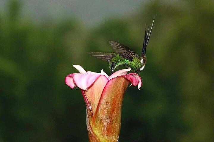 Mindo Birding: 25 + Species for Amateurs & Pros.
