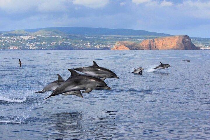 Terceira | Private: Swimming with Dolphins + Snorkeling