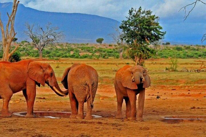 3 Days Private Tsavo East and West with Mzima Springs Safari