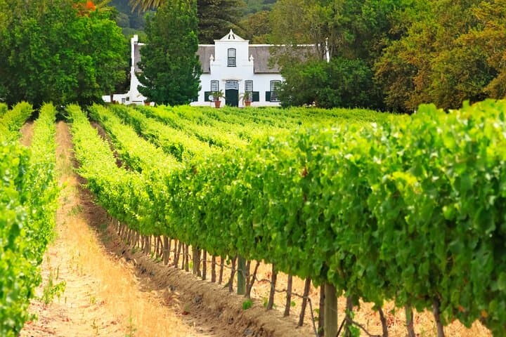 Wine Route Full Day Tour in Cape Town