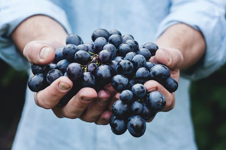 Wine Route Full Day Tour in Cape Town