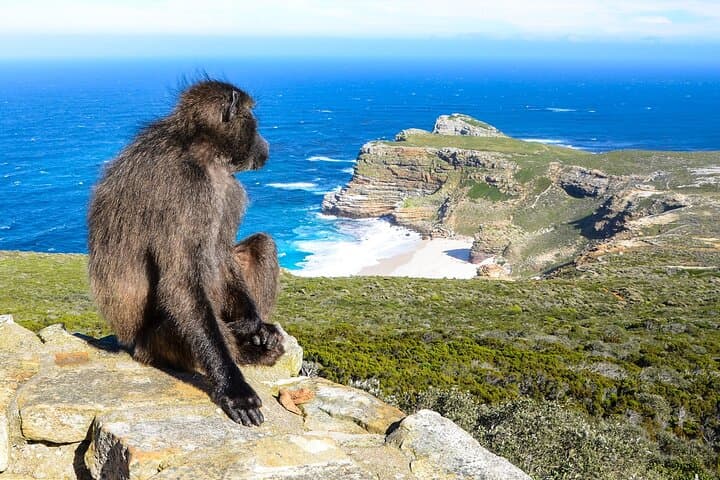 E-Bike Cape Peninsula Full Day Tour in Cape Town