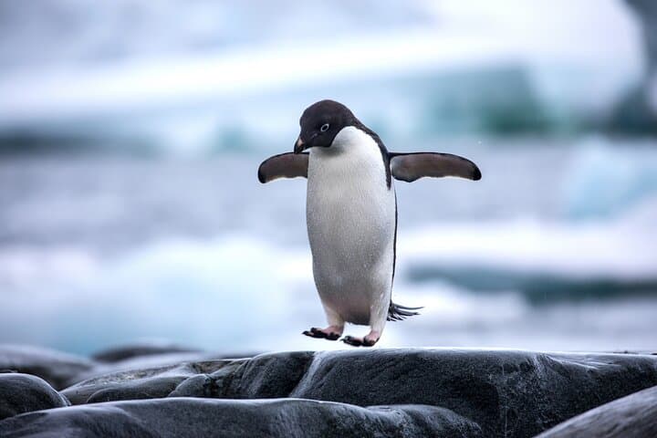 Combo Marine Wildlife Cruise & Cape Point Full Day Tour in CT