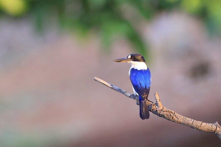 LookAbout Darwin, Wetlands & Wildlife Premium Tour - Max 6 Guests