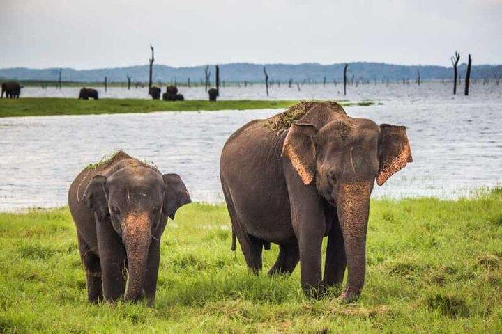 Everything in Udawalawe (Safari, Accommodation with Half Board)