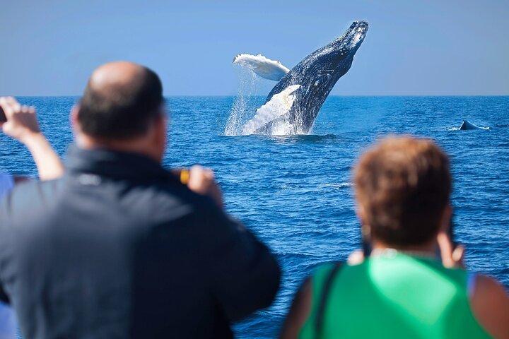 Whale Watching, Kraken Chase and Cabo Arch
