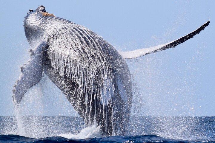 Whale Watching, Kraken Chase and Cabo Arch