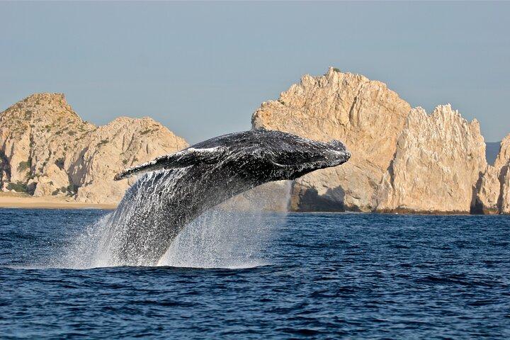 Whale Watching, Kraken Chase and Cabo Arch