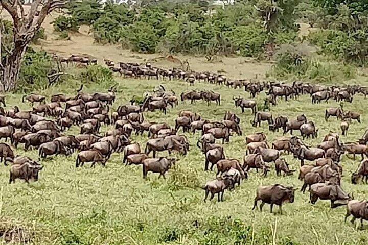 5 Days Private Tour in Tanzania Midrage Safari