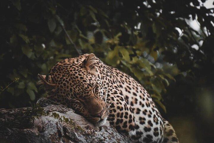 5 Days Private Tour in Tanzania Midrage Safari