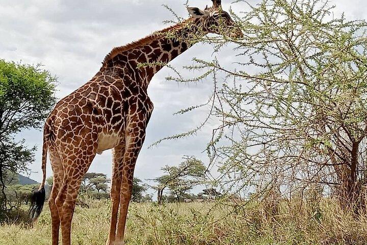 7 Day The Great Savannah Luxury Safari All Inclusive