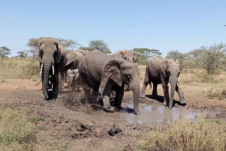 7 Day The Great Savannah Luxury Safari All Inclusive