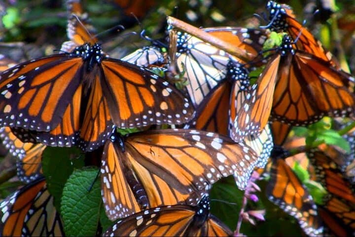 Monarch Butterfly: Biosphere Reserve & Christmas Tour in Mexico