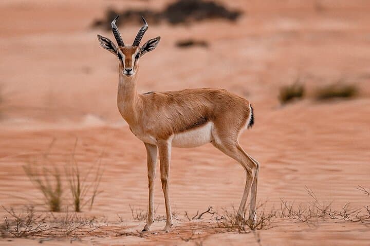 VIP Half Day Private Desert Safari in Dubai