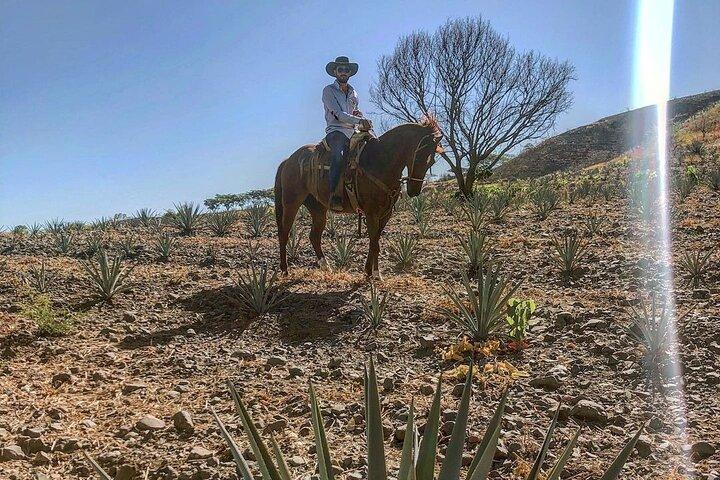 Visit to Tequila and Horseback Riding Among the Agave Landscape