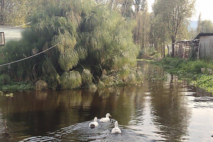 Pre-Hispanic Xochimilco, local food included and ajolotario.
