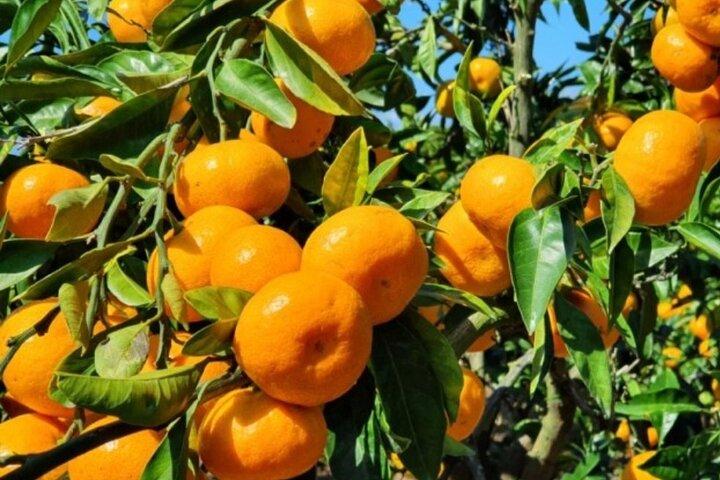 Jeju Tangerine Picking & Camellia Flowers Private Tour