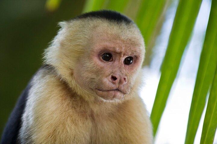 Guanacaste Rainforest Safari with Meal