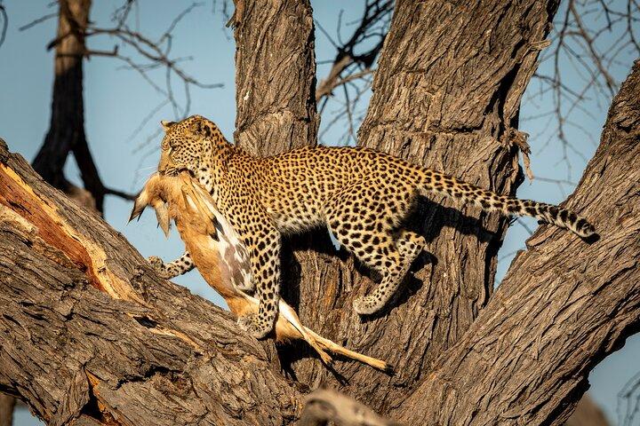4-Day Serengeti, Ngorongoro & Tarangire Private Camping Tour