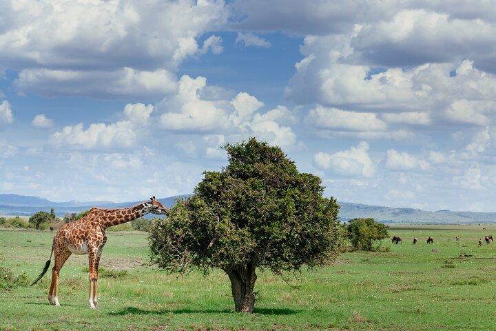 Private Tarangire National Park Day Tour