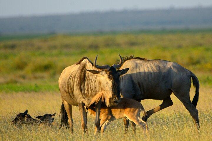 Private Tarangire National Park Day Tour