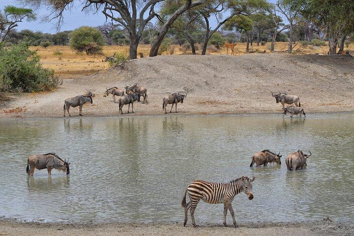 Private Tarangire National Park Day Tour