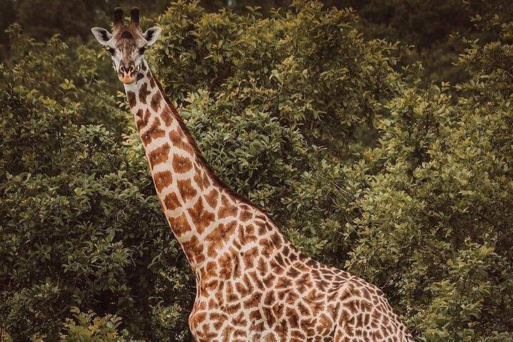 5-Day Tanzania Safari Holidays