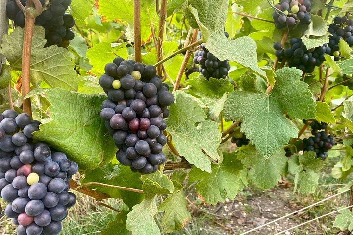 Lunch at Moet et Chandon, Aperitif & Cellars visit Champagne trip