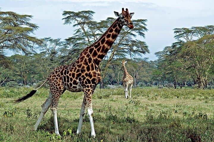 Nairobi National Park Half day Safari with Options