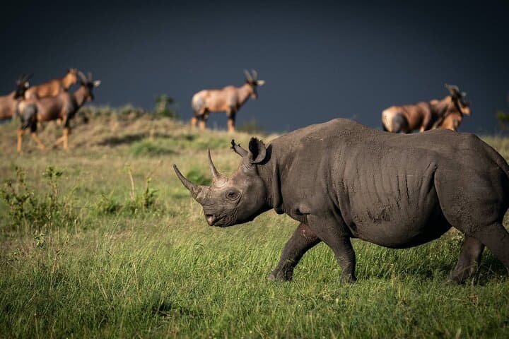Day Trip to Nairobi National Park