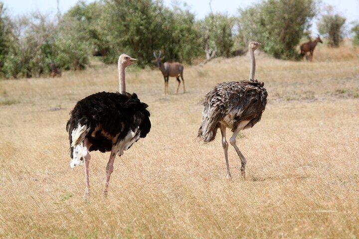3 Days Amboseli national Park experience.