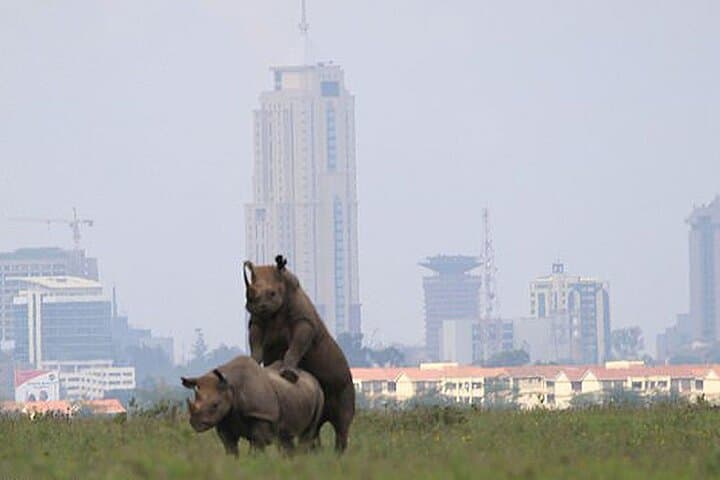 Half Day Tour Nairobi National Park With 4*4 Vehicle