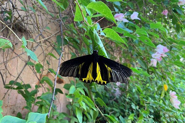 Life on the Lake & Nature's Beauty: Mechrey & Butterfly Paradise