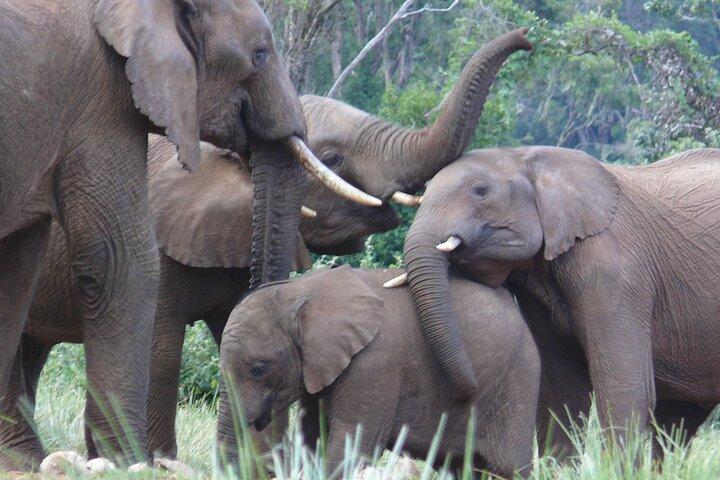 3 Days Aberdare National Park Safari