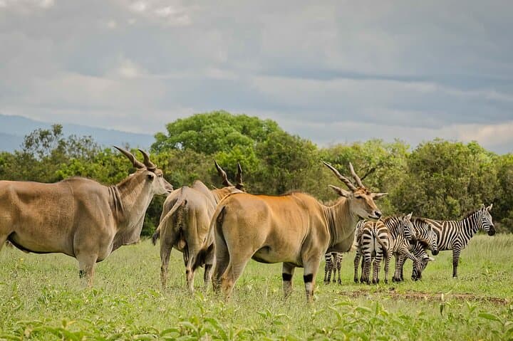 2 Days Aberdare National Park Safari with Luxury Lodge