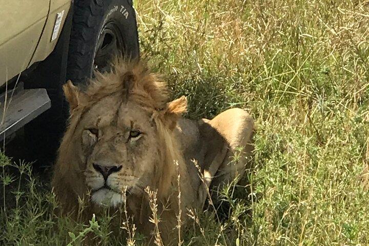 Wonders of Nature: 5-Day Tanzania Wildlife Safari Adventure