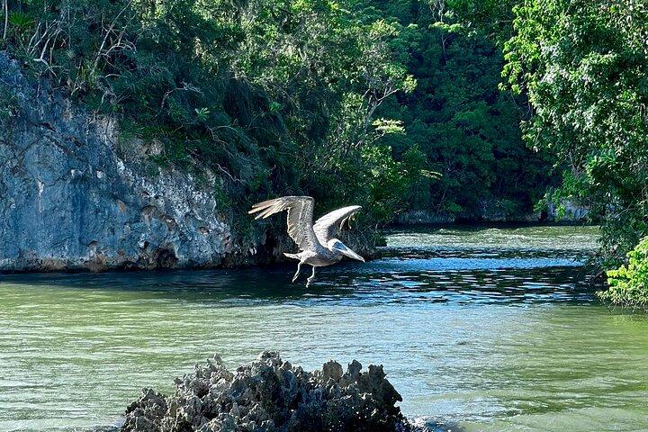 2in1: Los Haitises National Park + Yanigua Waterfall-SPA