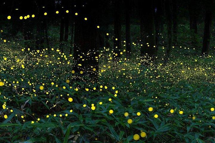 Kuala Selangor Firefly Blinking's including Dinner Group Tour