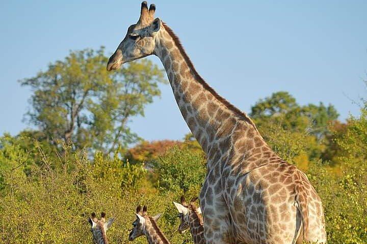 Chobe National Park from Victoria Falls