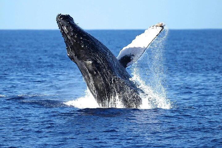 2 Hour Waikiki Whale Watching Cruise from Oahu