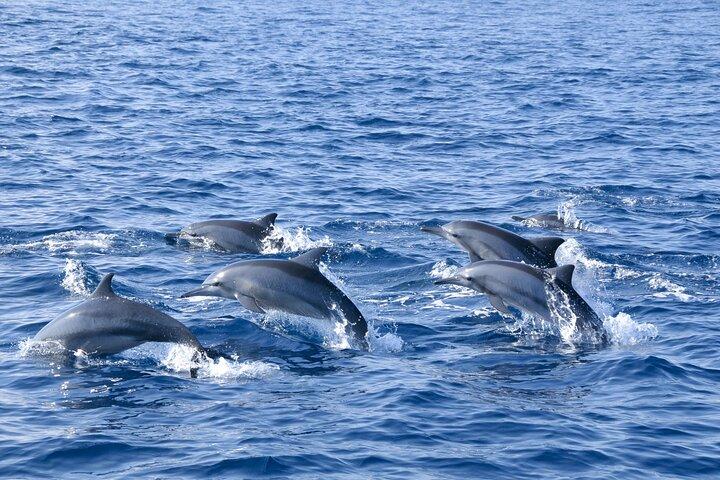 Whale Watching from Bentota with Pickup & Drop
