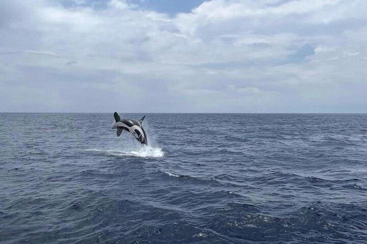 Whale Watching Galle with Pickup & Drop