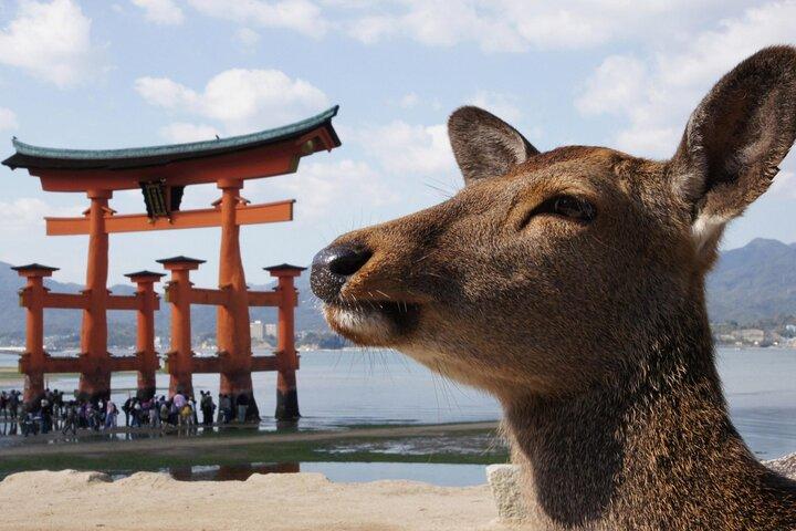 Hiroshima and Miyajima Bus Tour with Indian Lunch