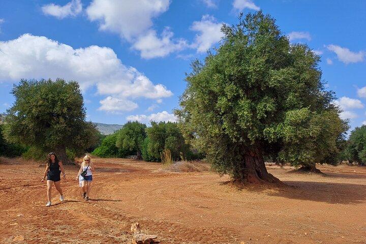 E-bike tour in Ostuni, the olive trees and the rock village