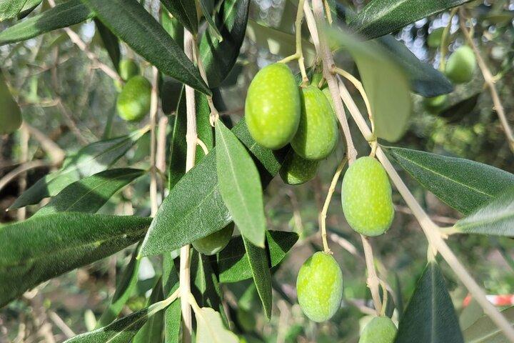 2.5-Hour Florence Hills E-Bike Tour with Tuscan Olive Oil Tasting