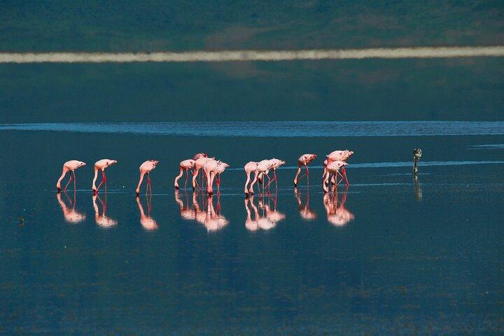 Ngorongoro Crater Day Trip – Shared Group Safari