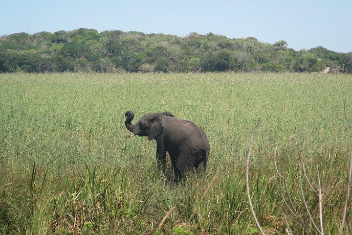 Private Maputo National Park Safari Day Tour with Pickup