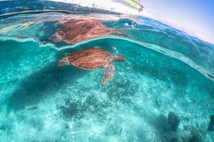 Exotik half a day tour: Cenote Cave and Swimming with Sea Turtles