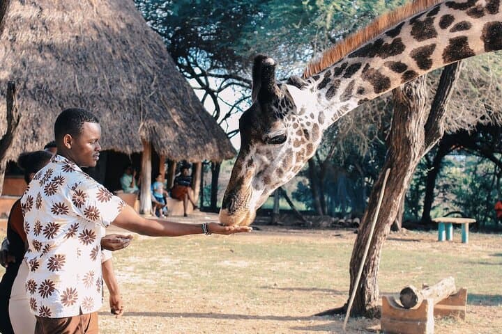 Nairobi's Wild Heart: A Safari & Heritage Quest