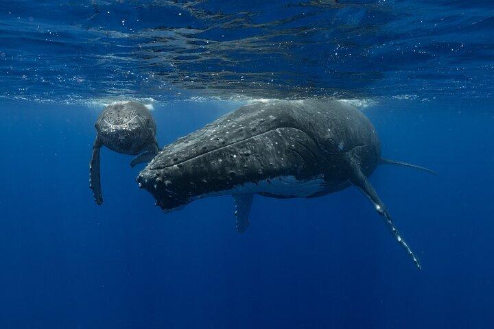4 Hours of Humpback Whale Watching in Tahiti